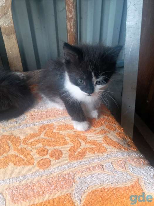 Котята в добрые руки!, фотография 5