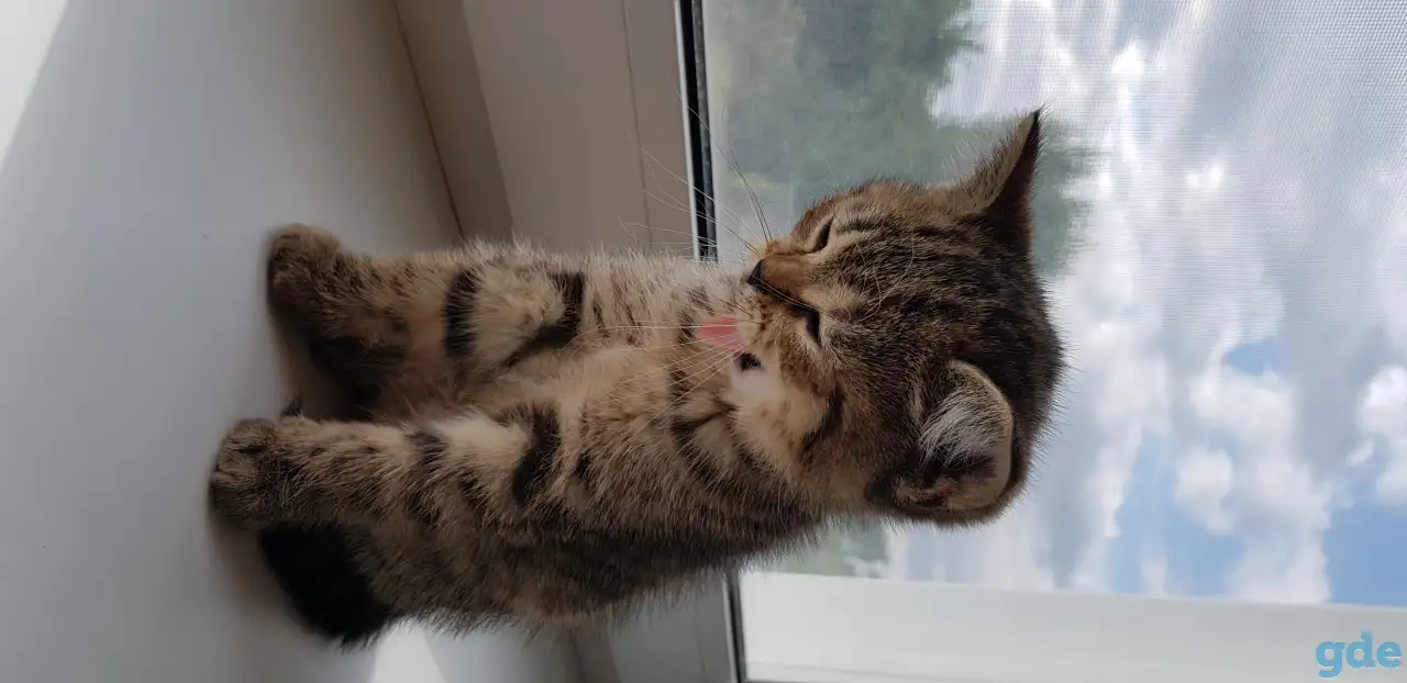 Котята шотландской короткошерстной, фотография 8