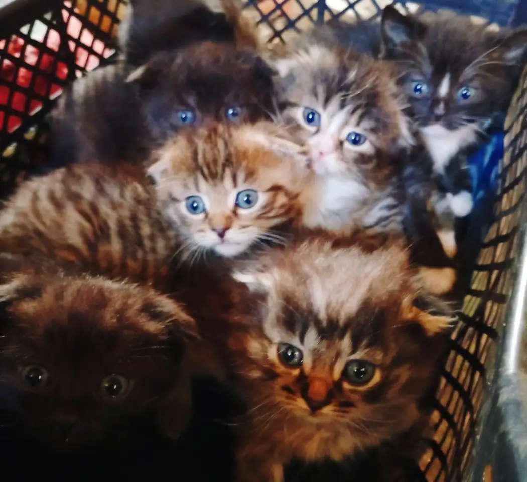 Вислоухие котята, фотография 2