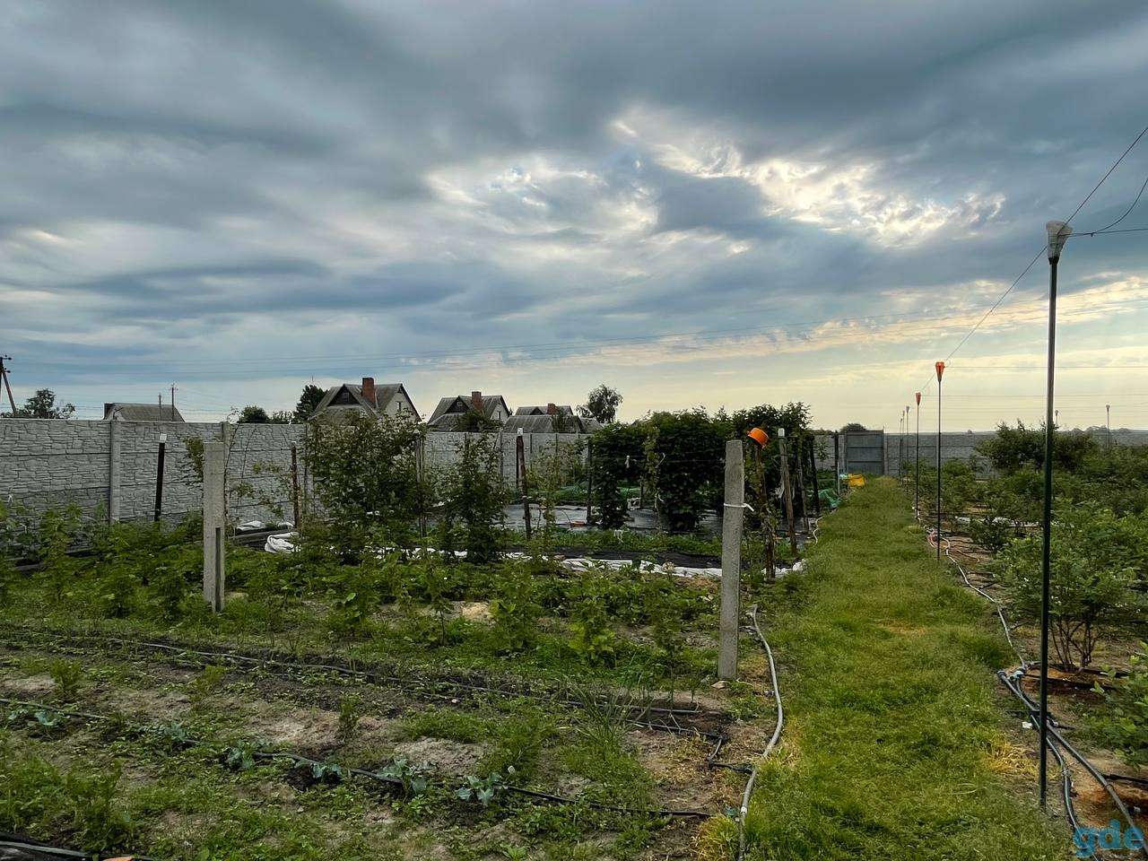 Продам дом с большой плантацией ягод и садом, Корма, фотография 3