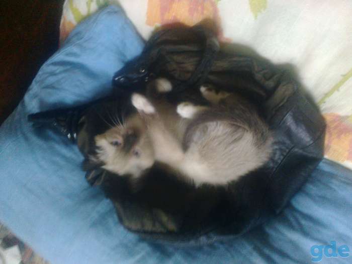 Котенок сиамского окраса, фотография 3