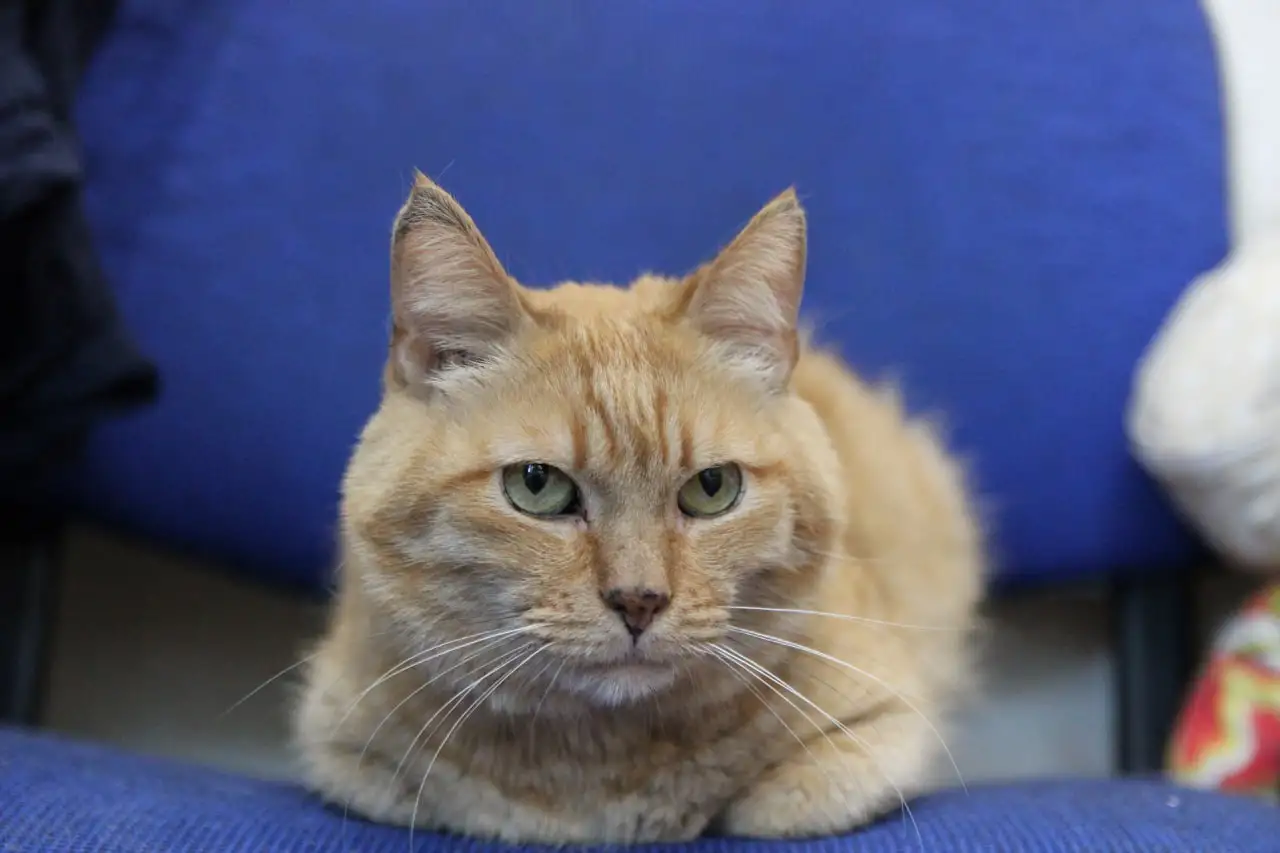 Симбочка чудесный рыжий котик ищет дом и семью!, фотография 1