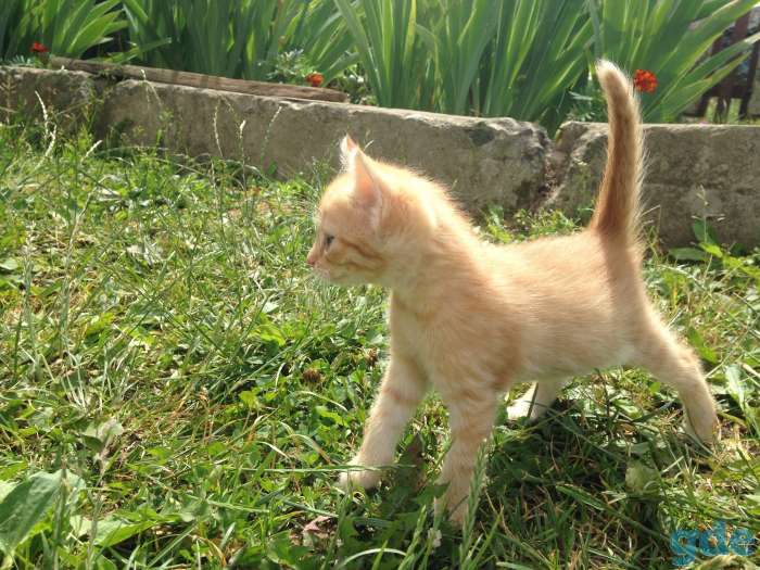 Веселые котята, фотография 1