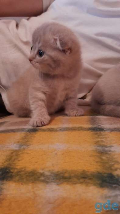 Котенок шотландский вислоухий, фотография 1