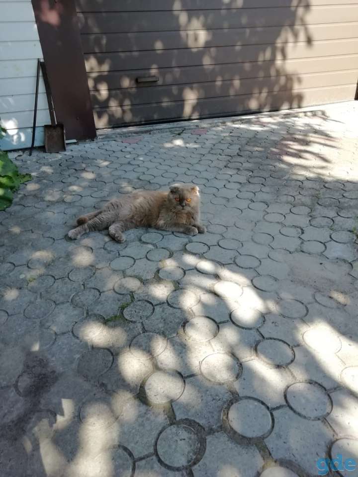 Котик, фотография 1