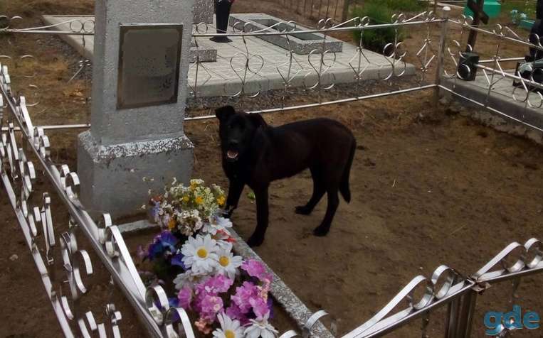 Внимание. собаке срочно нужен дом и хозяин., фотография 2