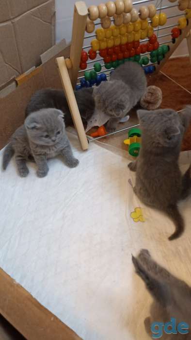 Продажа шотландских котят, фотография 5