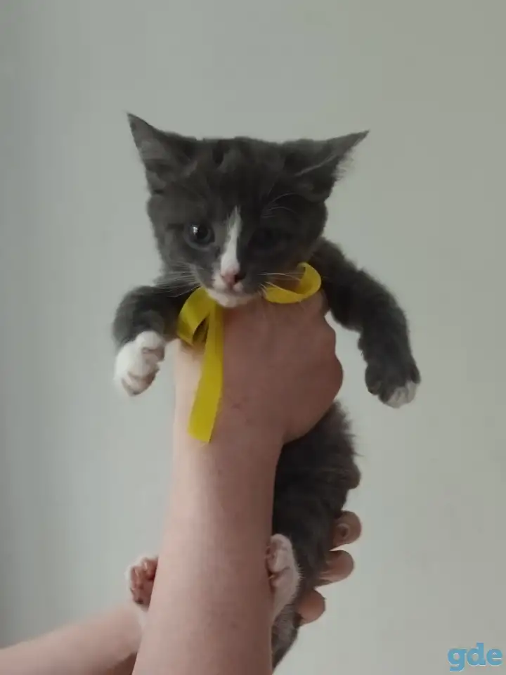 Отдам котят в добрые руки, фотография 2