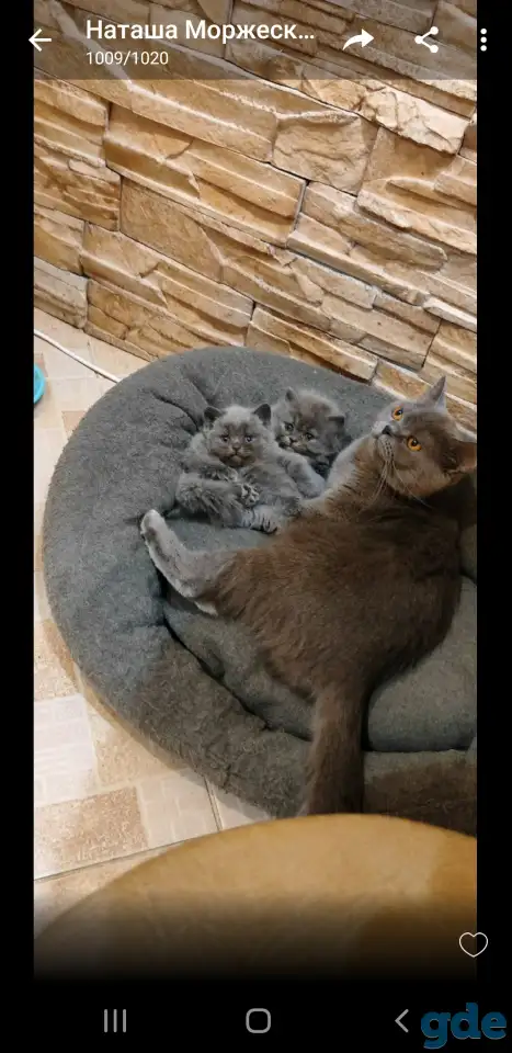 Котята, фотография 2