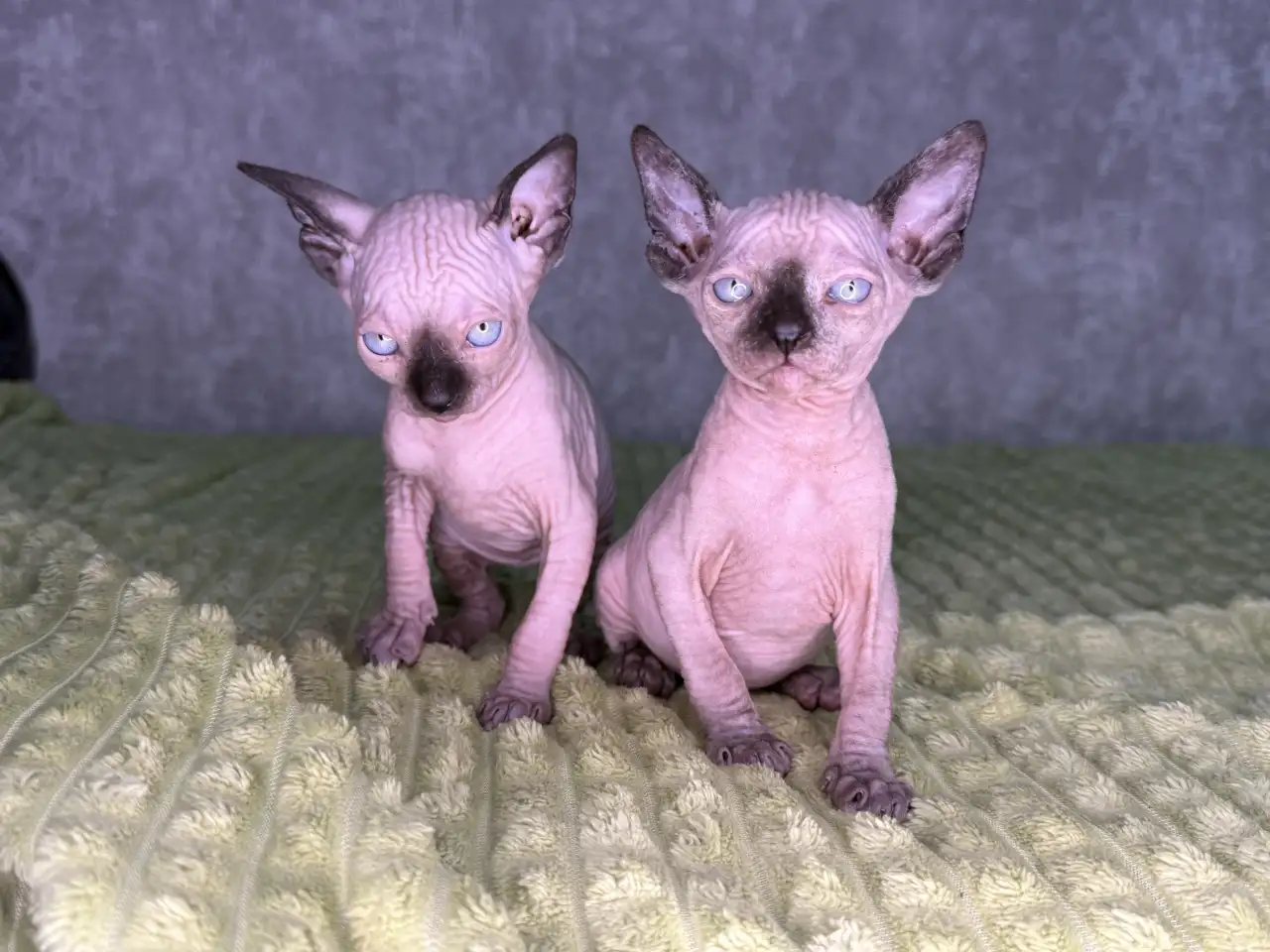 Кошечки канадского сфинкса, фотография 4