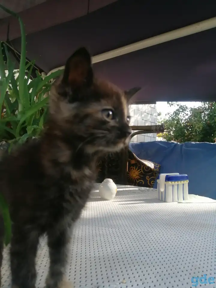 Котенок уникальной расцветки, фотография 7