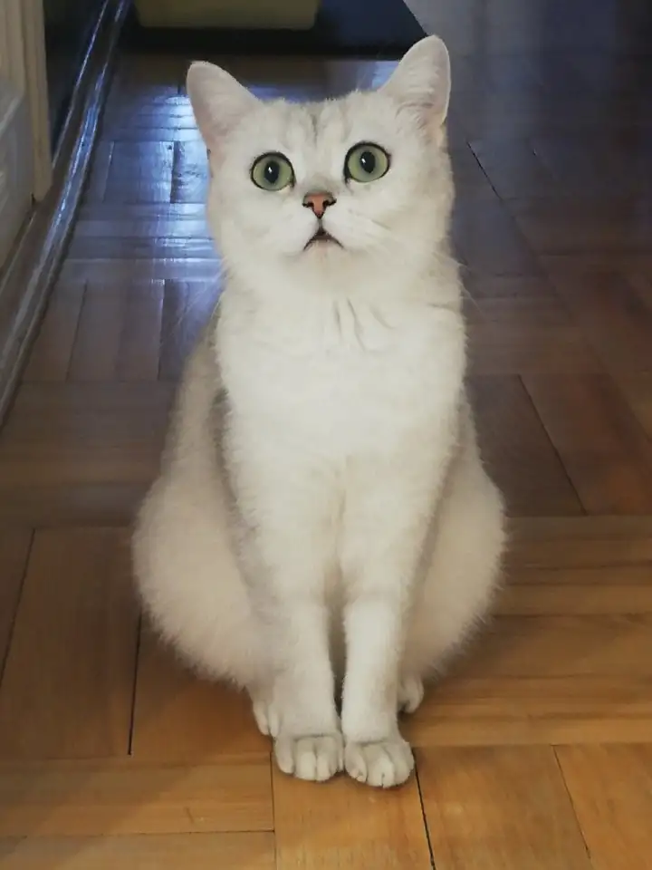 продажа котят, фотография 8