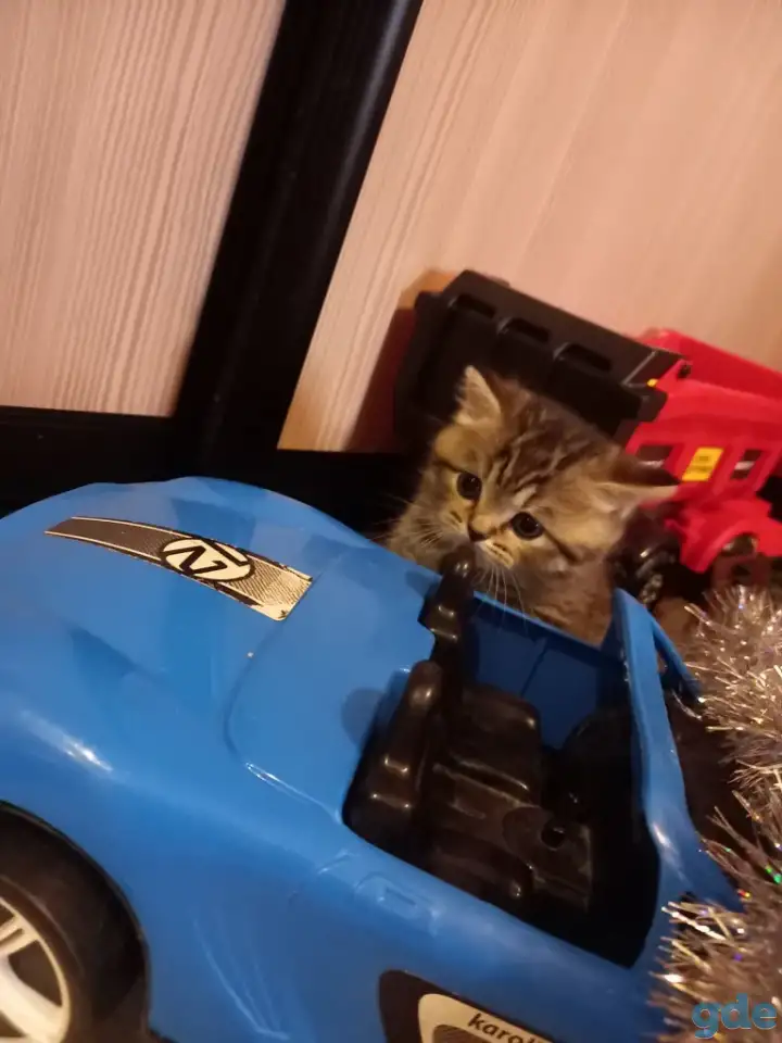 Шотландские котята, фотография 3