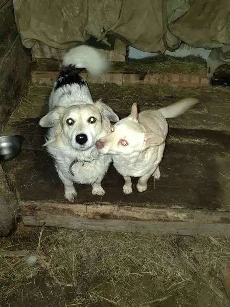 Отдам верную собачку, которая не умеет петь, фотография 1