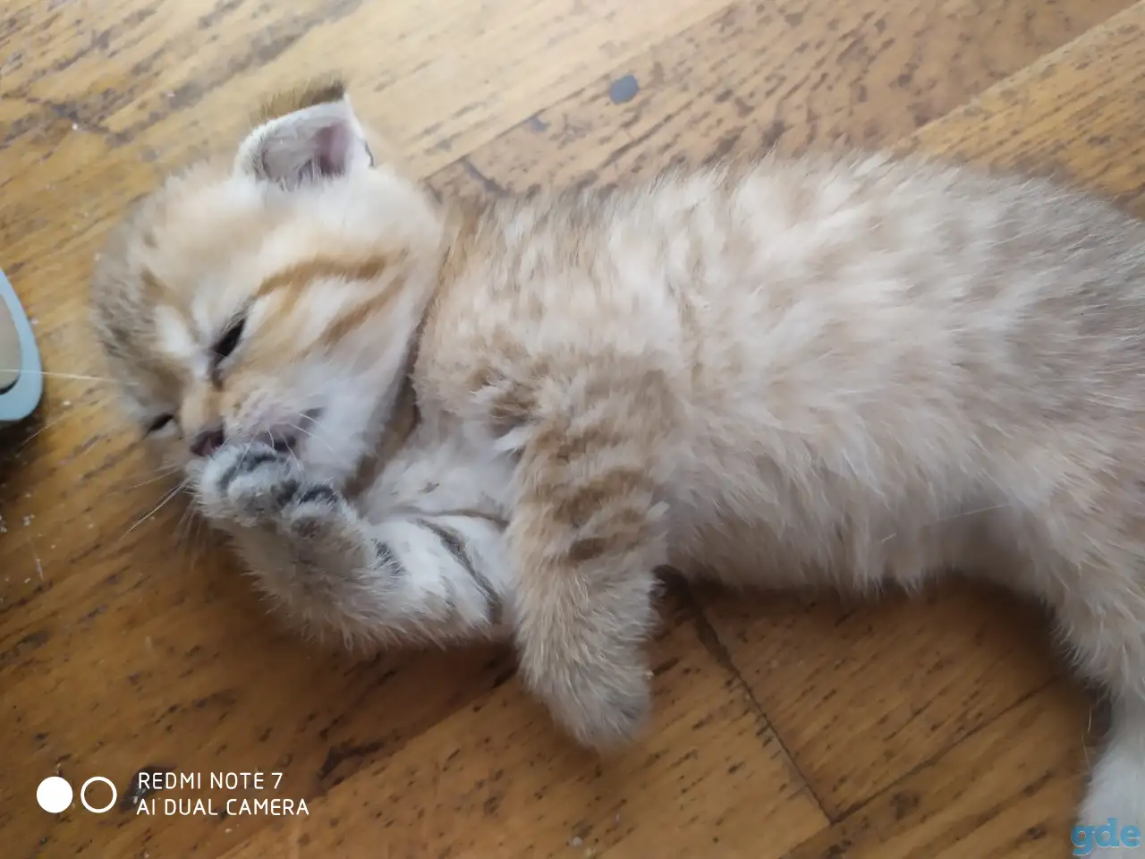 Шотландские котята, фотография 4