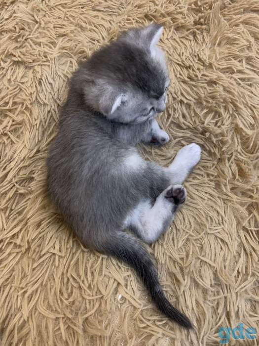 Котёнок, фотография 2