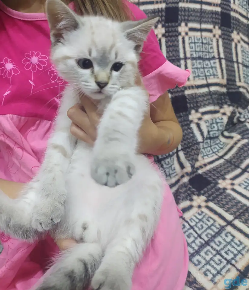 Котята, фотография 1