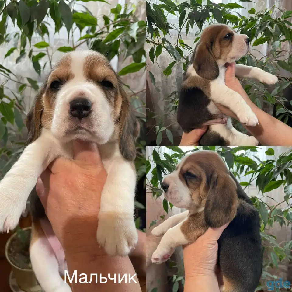 Щенок породы Бигль, фотография 1