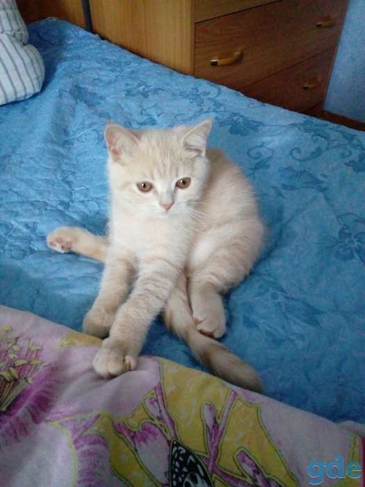 скоттиш-страйт, фотография 3