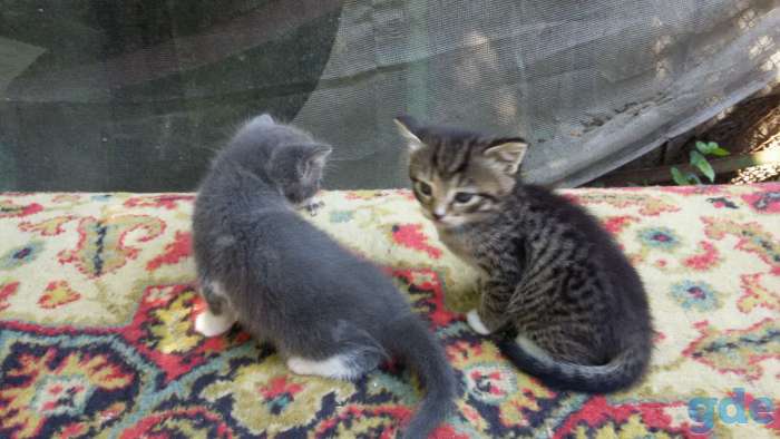 котята, фотография 3