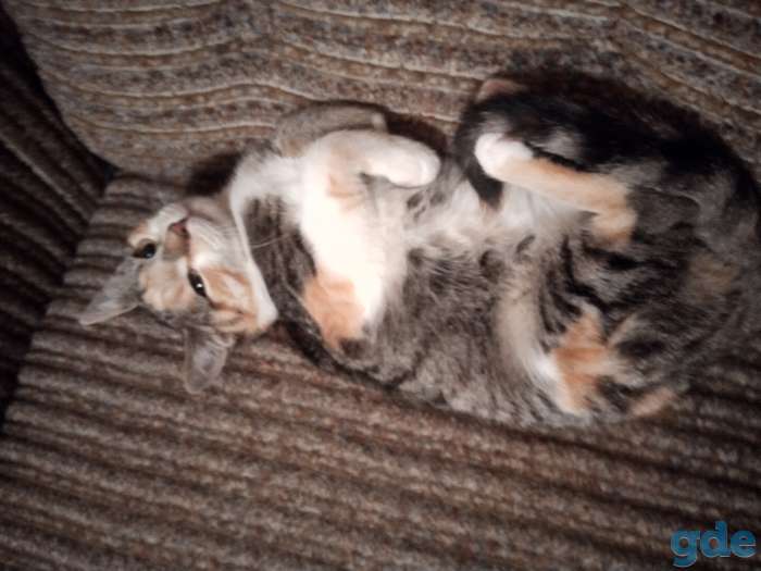 Котята в добрые руки, фотография 11