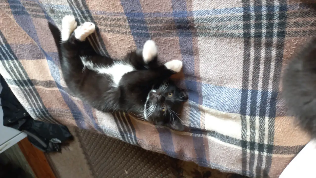 Котята, мальчики, фотография 2