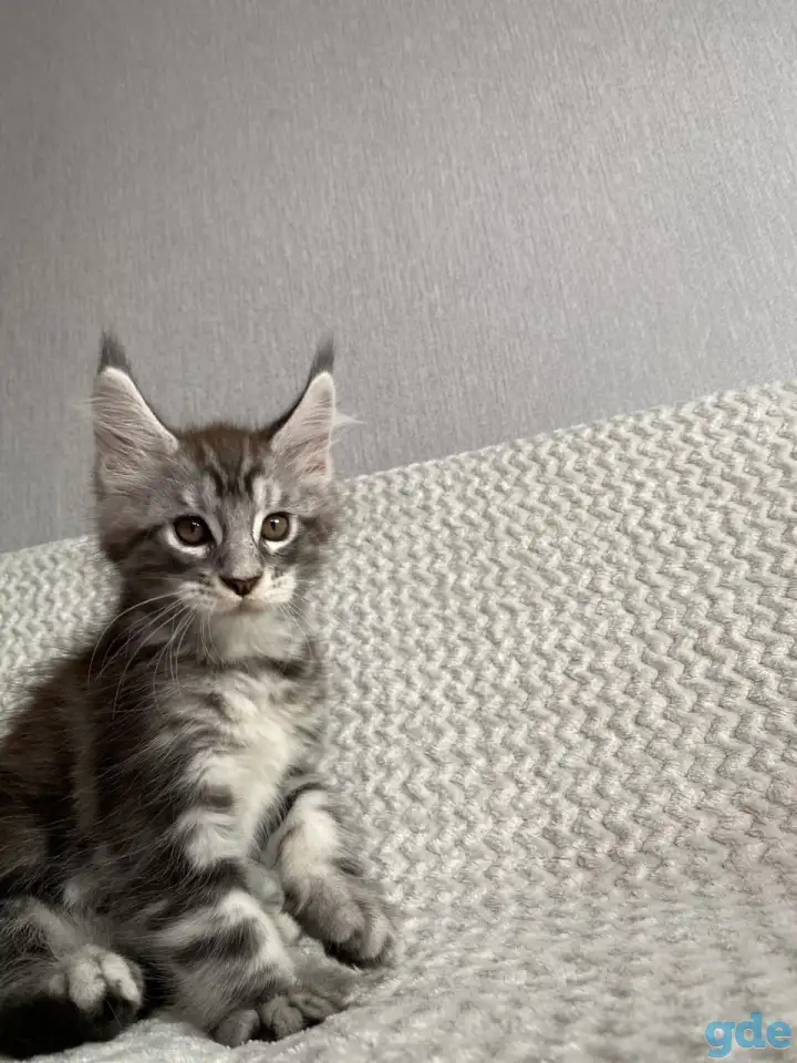 Котенок мейн кун, фотография 5