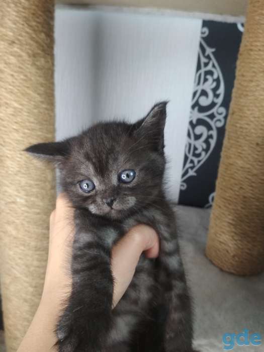 Шотландские котята, фотография 4