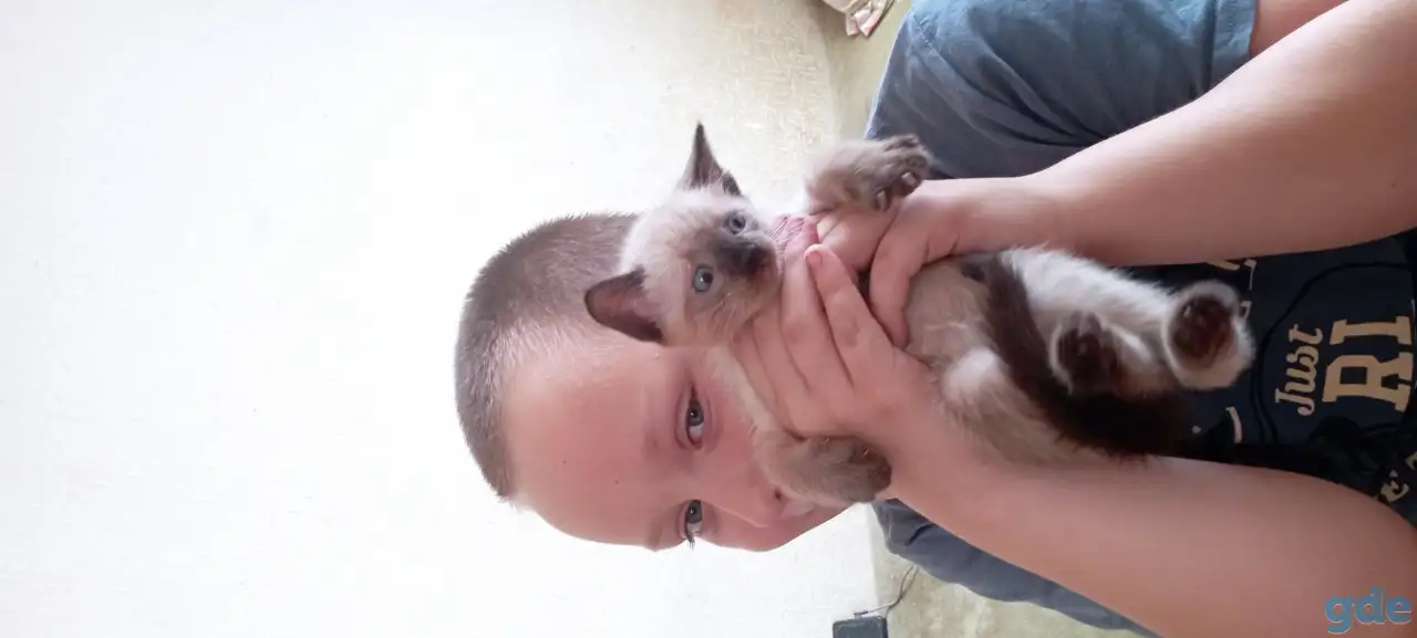 Продам сиамского котёнка мальчик, фотография 1