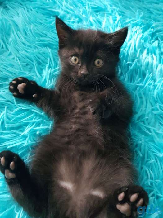 Котята от породистых родителей, фотография 2