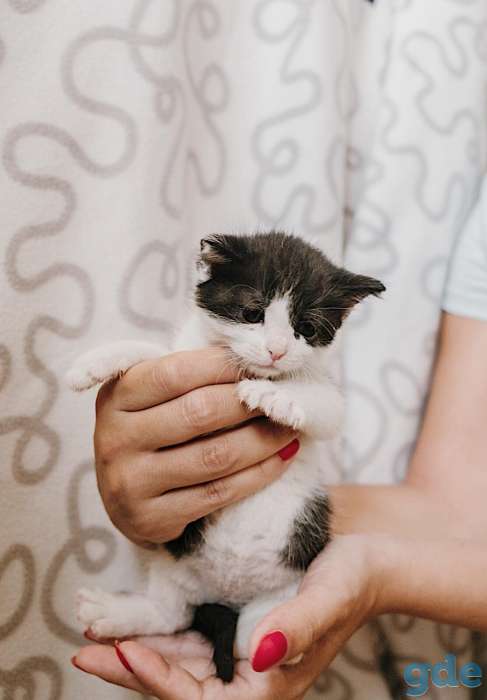 Внимание! Открыт резерв на котят. Им всего 1 месяц, фотография 7