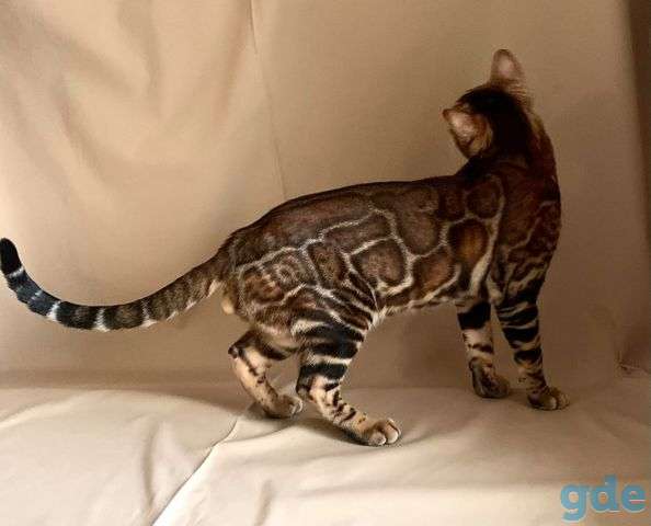 Бенгальские котята, фотография 4
