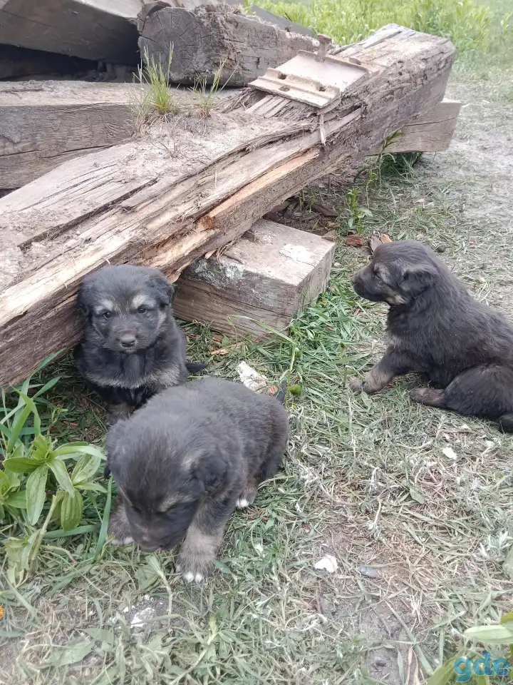 SOS, фотография 2