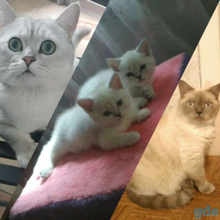 Британские котята редкого окраса, фотография 6