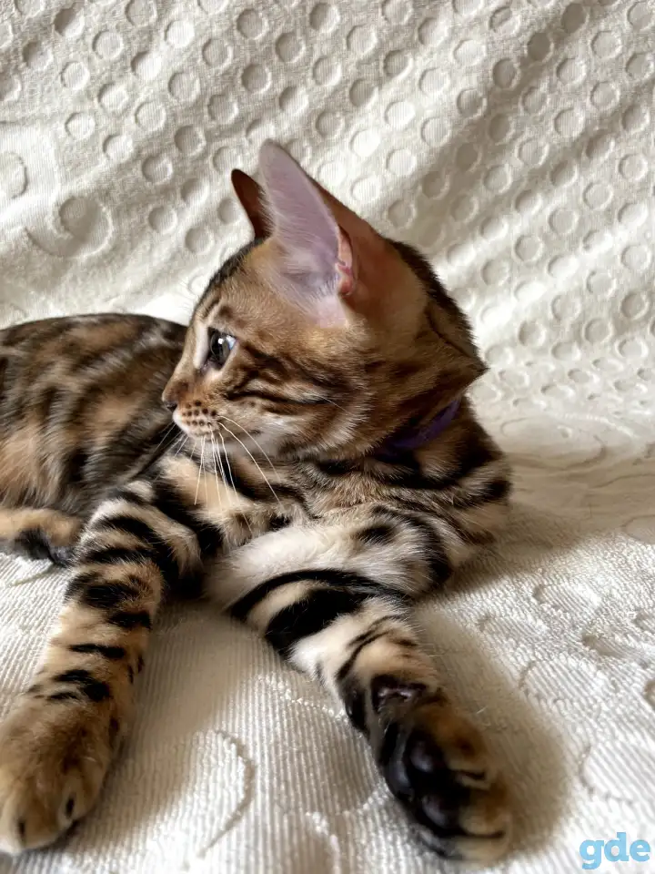 Бенгальские котята, фотография 4