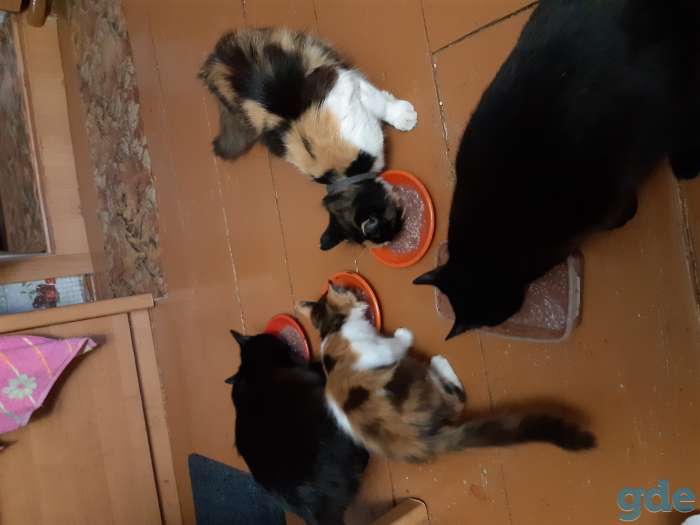 Отдам котят, фотография 2