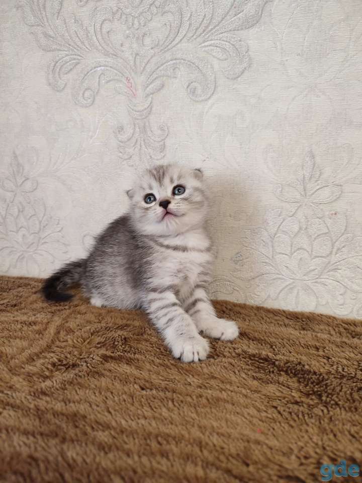 Продаю, фотография 3