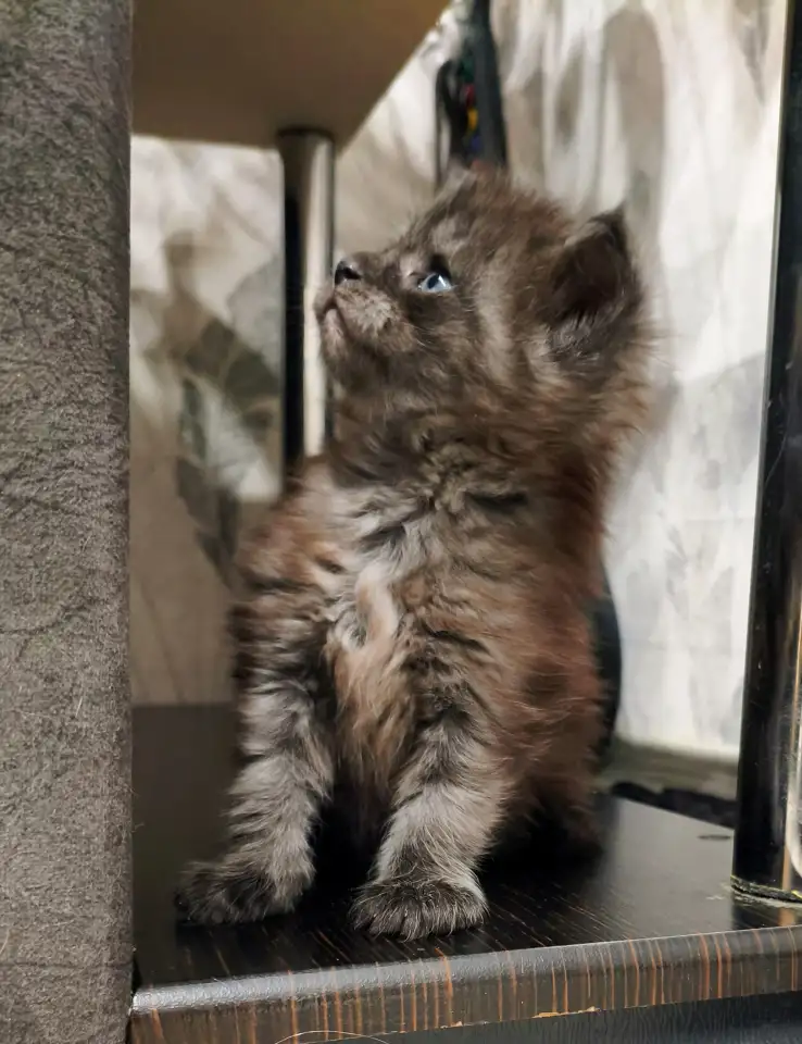 Котята Мейн-кун девочки, фотография 10