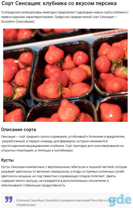 Саженцы клубники по технологии фриго, фотография 7