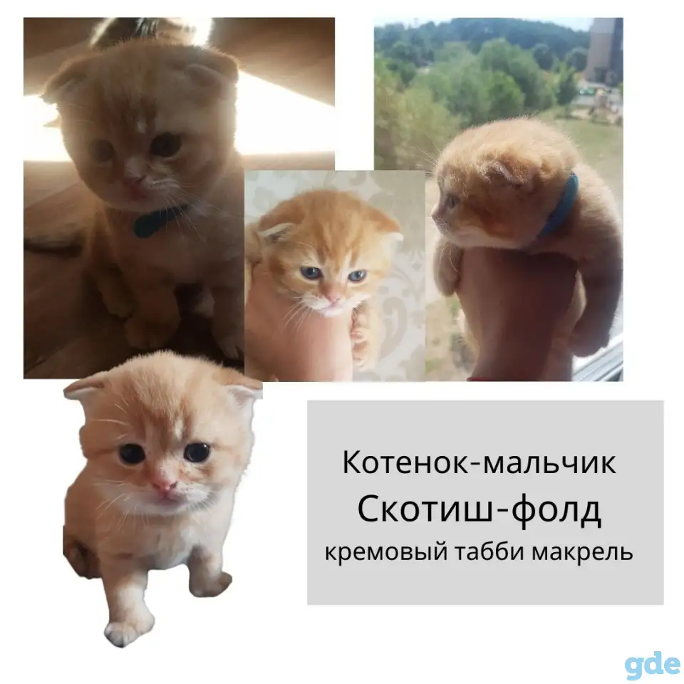 Продам шотландских  котят, фотография 4