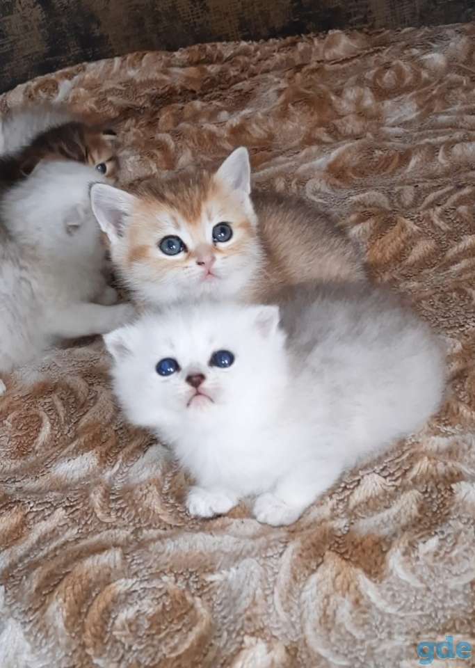 Шотланские и хайленд фолд котята, фотография 8