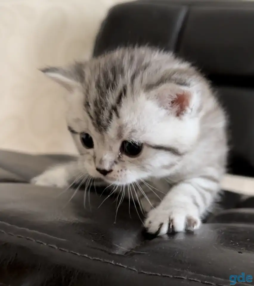 Шотландские котята, фотография 1