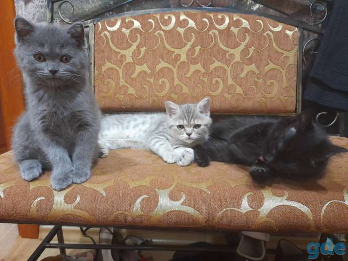 Продажа шотландских котят, фотография 3