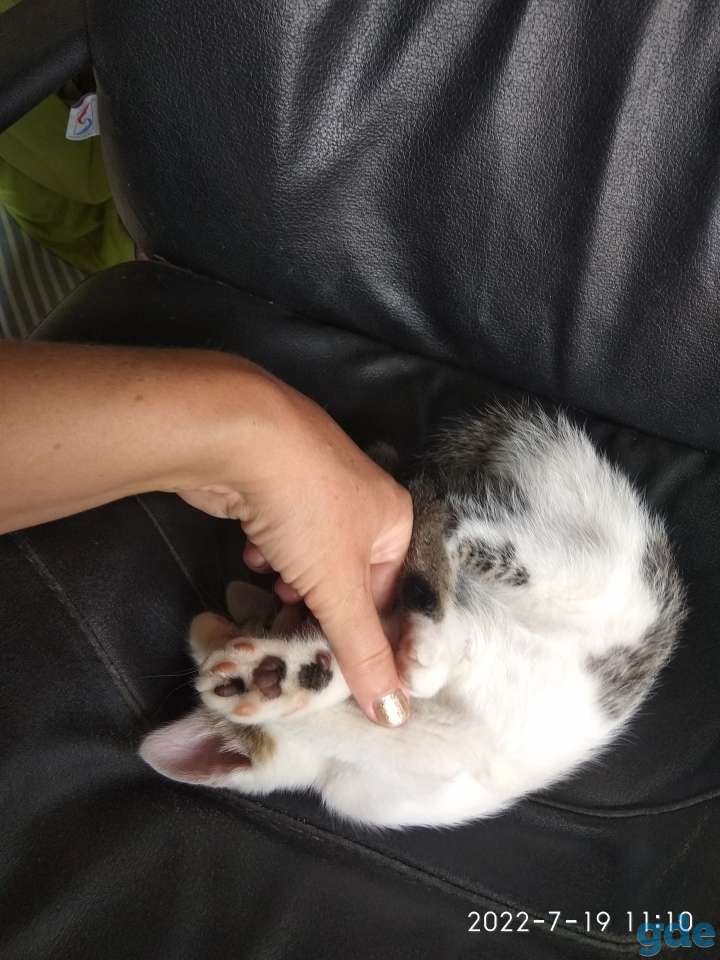 Котенок мальчик, фотография 2