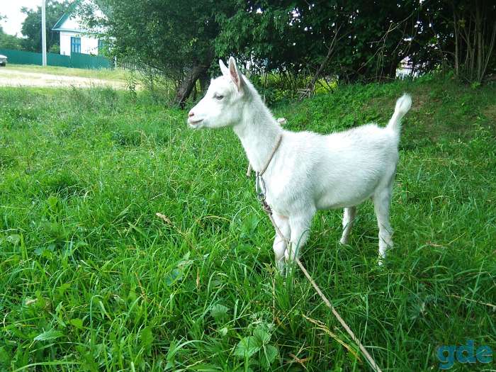 Овцы бараны ярки козы, фотография 5