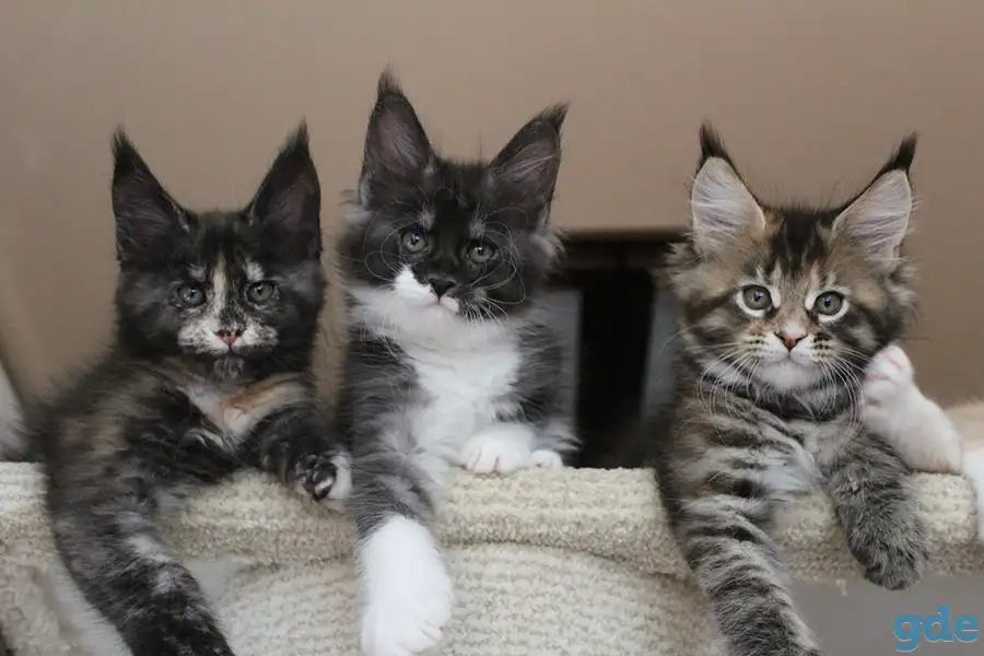 Мейн кун котята!, фотография 2
