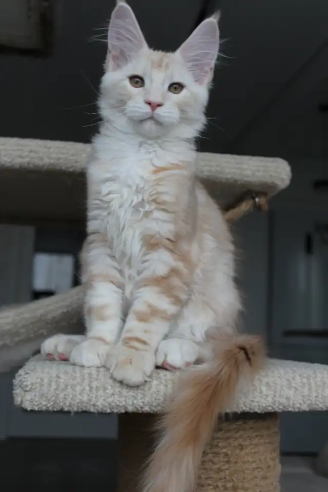 Мейн-кун котенок!, фотография 5