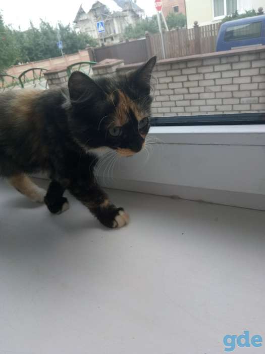 котята, фотография 8