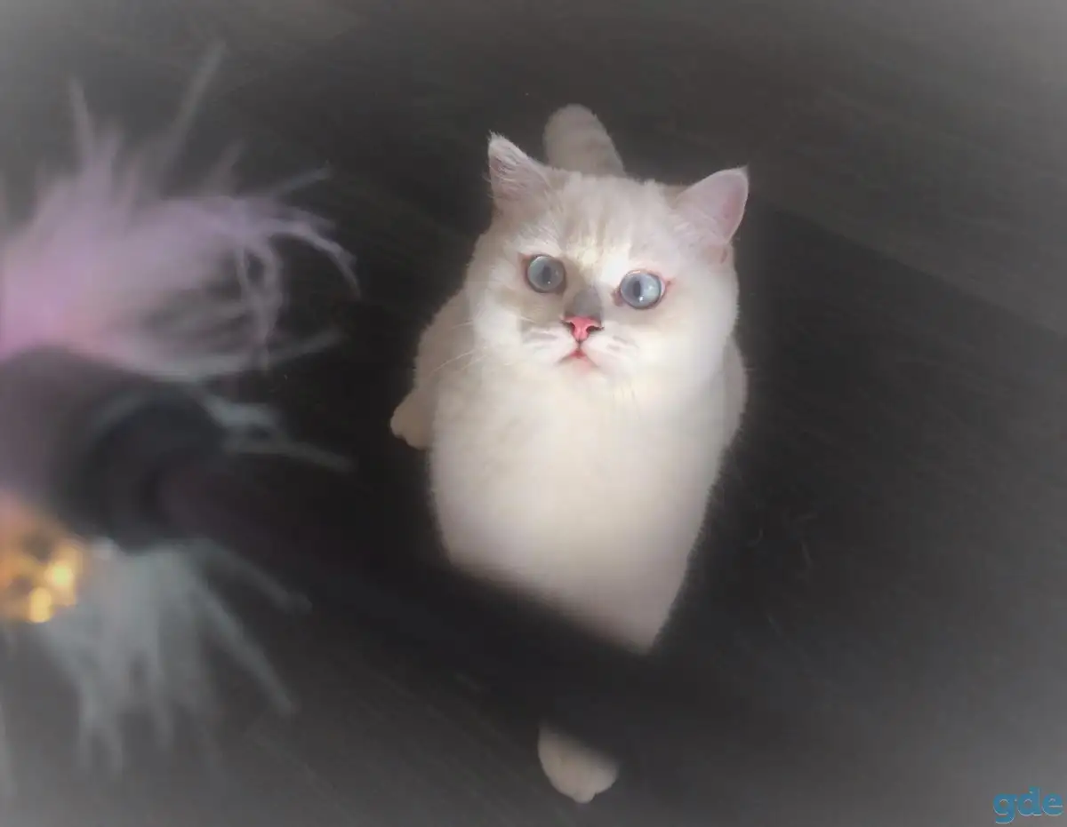 Британская серебристая шиншилла - КОТИК, фотография 1