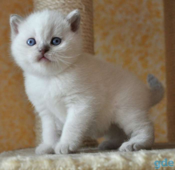 Шотландских породистых котят, фотография 10